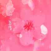 密V直播